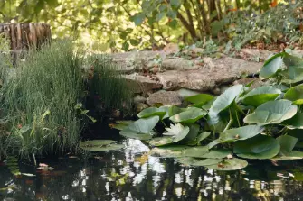 Auf den Spuren des &laquo;Gl&ouml;gglifroschs&raquo;